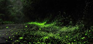 fireflies in Rajmachi trek with Mumbai pune adventures