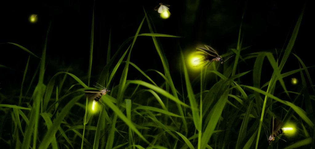 Rajmachi Fireflies in lonavala near Mumbai Pune | MPA
