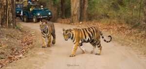 tadoba tiger safari with mumbai pune adventures